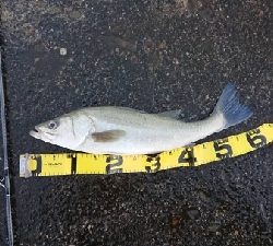 大時化の三国突堤にてシーバス