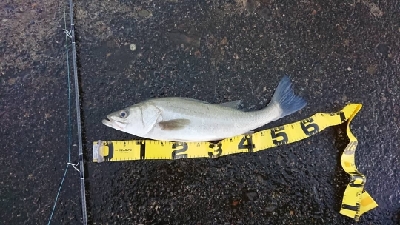 大時化の三国突堤にてシーバス