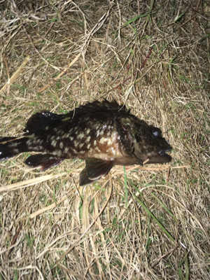 ガシラを求めて。