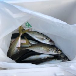 泳がせ釣り／サビキ釣り