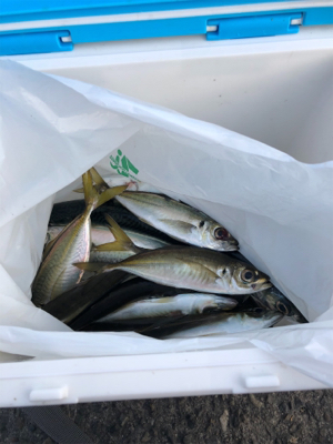 泳がせ釣り／サビキ釣り