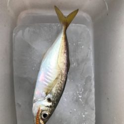 なんとかアジング成立しました