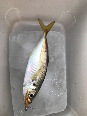 なんとかアジング成立しました