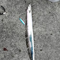 太刀魚入れ喰い!