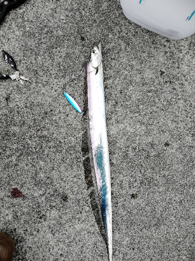 太刀魚入れ喰い!