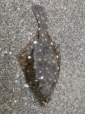 ショアジギングでカレイ