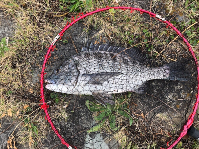 年無しまであと少し