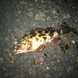 電気ウキ流し釣り