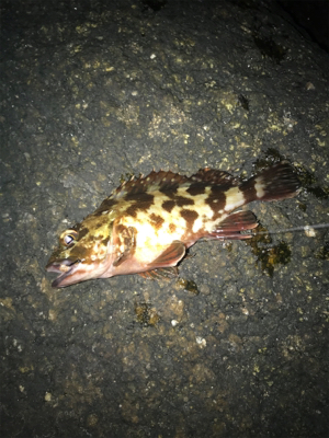 電気ウキ流し釣り