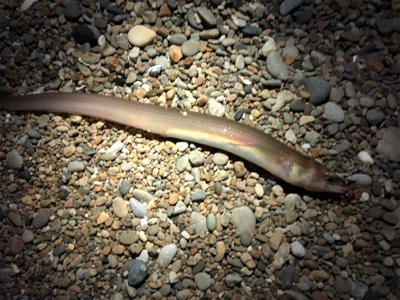 エギングのはずが