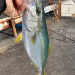 まさかのハマチ！！