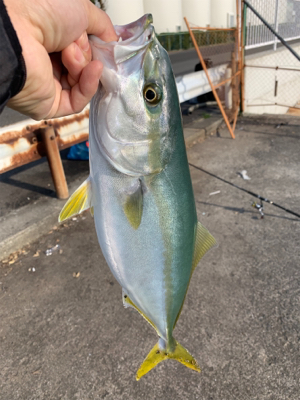 まさかのハマチ！！