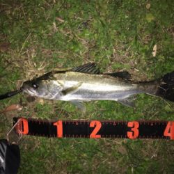 セイゴ連チャン