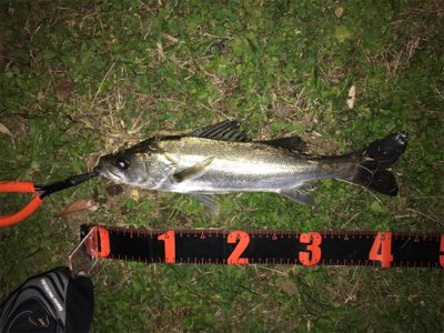 セイゴ連チャン