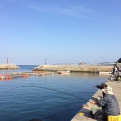 大浦漁港でサビキ