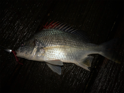 チヌ、キビレがぽつぽつ