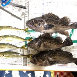 アジング＆ロックフィッシュ秋田港