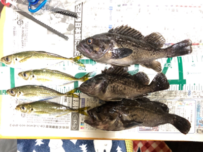 アジング＆ロックフィッシュ秋田港