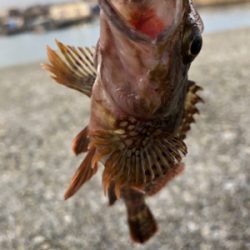 癒しのガッシー