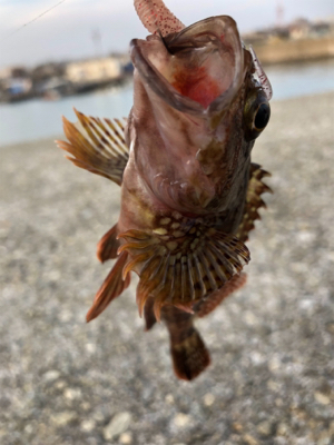 癒しのガッシー