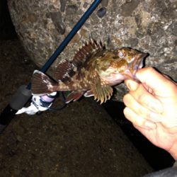 メバル狙い（ﾟдﾟlll）