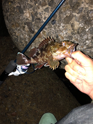 メバル狙い（ﾟдﾟlll）