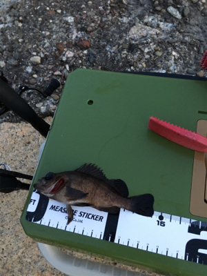 メバル狙いと太刀魚狙い！！