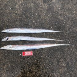 リベンジ タチウオ！