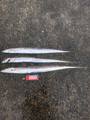 リベンジ タチウオ！