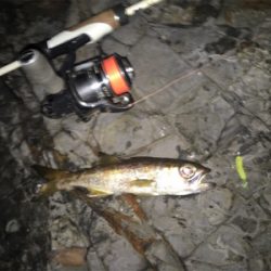 メバル狙いのはずが