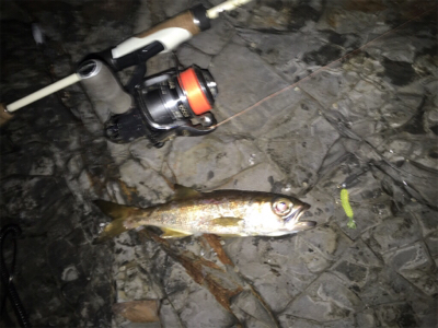 メバル狙いのはずが