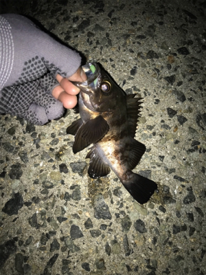 久しぶりの投稿