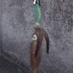 ヒイカとチーバス釣り(^ ^)