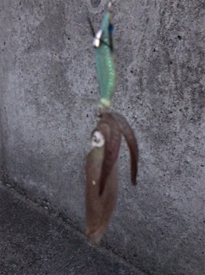 ヒイカとチーバス釣り(^ ^)