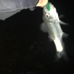 キビレ探しでしたが…