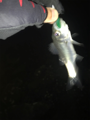 キビレ探しでしたが…