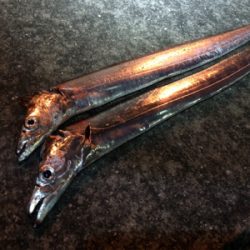 小雨の中、連日の釣行(^^)