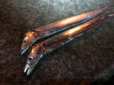 小雨の中、連日の釣行(^^)