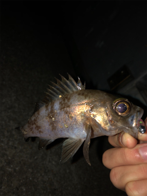 アジングからのメバリング