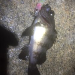 プラッキングメバル