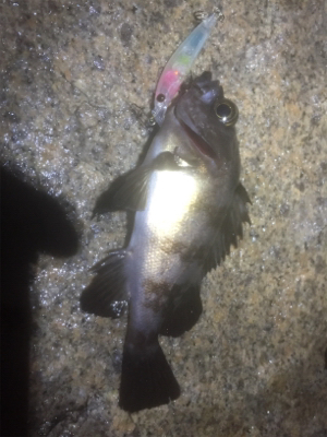 プラッキングメバル