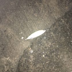 まさかのサバチヌ