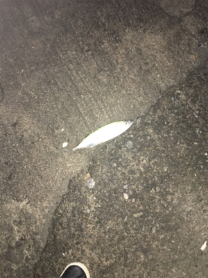 まさかのサバチヌ