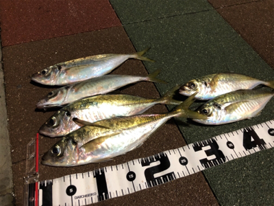 大きいアジ狙い