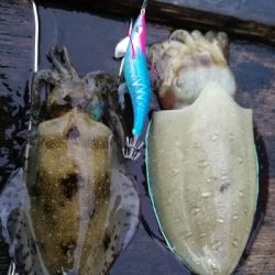 コウイカ、アオリイカ