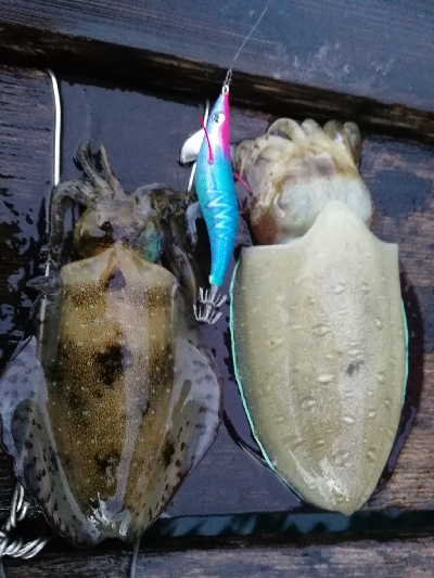 コウイカ、アオリイカ