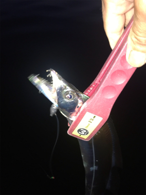 これから寂しくなりそう。