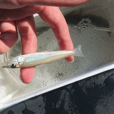 キスとハゼつり