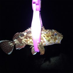 30分だけの寄り道アジング