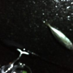 夜中アジング